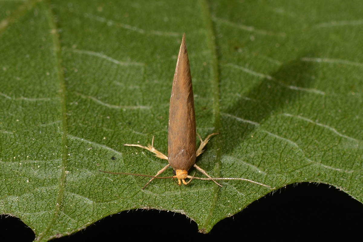 Crassa unitella? S -  Oecophoridae